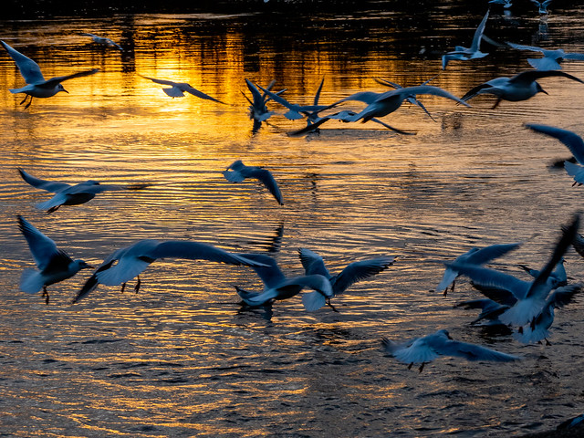 Gulls on The River Trent
