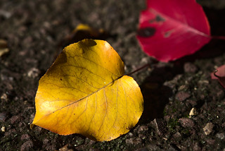 Fallen autumn leaves | by aenigmatēs