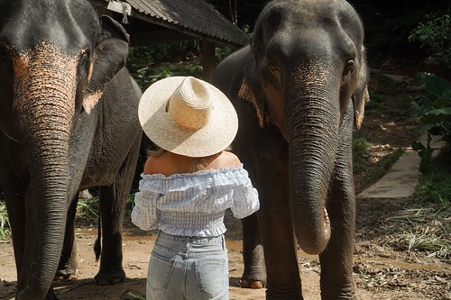 Asia Safari Khao Lak คาเฟ่ช้าง ลำแก่น ท้ายเหมือง