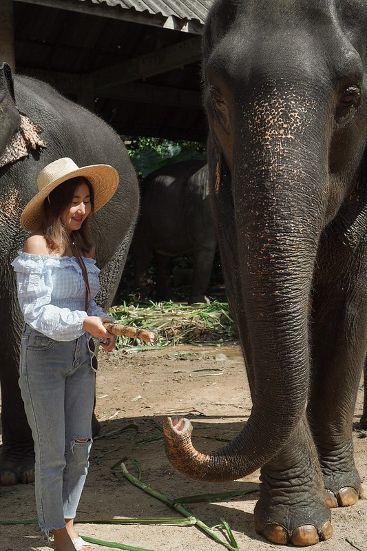 Asia Safari Khao Lak คาเฟ่ช้าง ลำแก่น ท้ายเหมือง