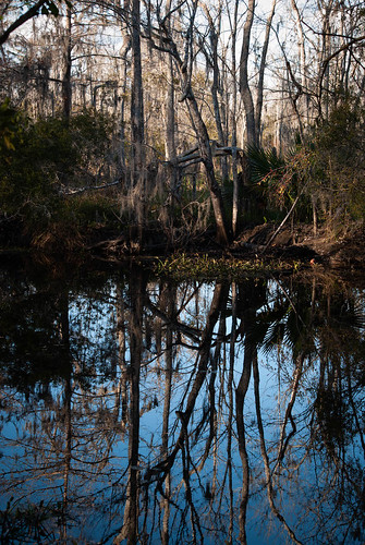 Still Water and Winter Trees