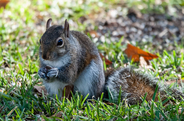 Squirrel with a Nut