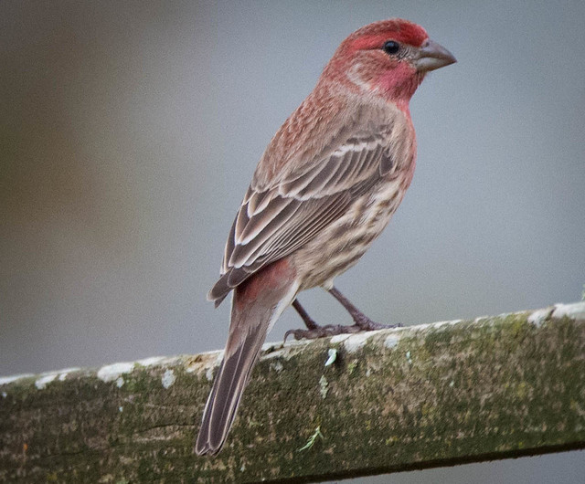 house Finch on the Swing Set