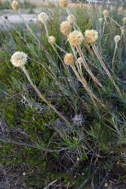 Dasypogon bromeliifolius