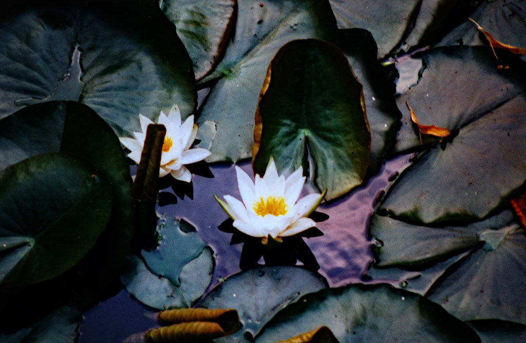 Arboretum Ellerhoop 1996 (02) Lotus