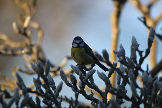Blue Tit in the frost