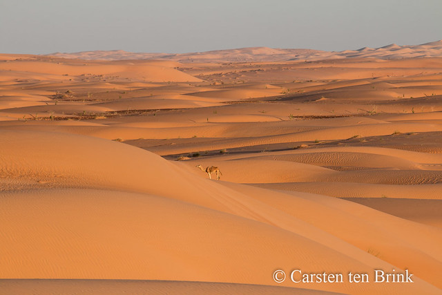 Waiting for sunset in the desert (outside Chinguetti) - a camel alone