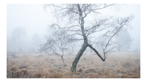 theoldlodge naturereserve ashdownforest eastsussex landscape mist fog trees woods forest grass silverbirch birch