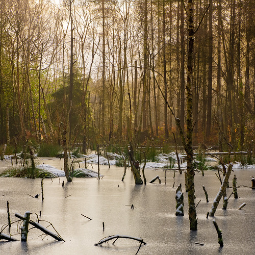frozen pond lake delamere cheshire england uk north west pool trees light sun sunrise winter