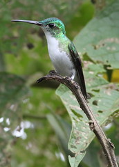Andean Emerald 1 / Refugio Paz de Las Aves, Nanegalito, Ecuador