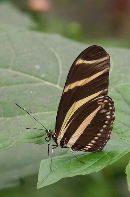 Tropical butterfly at  Knokke, Vlindertuin
