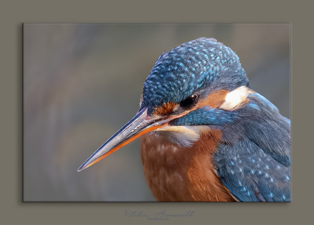Kingfisher Close up