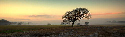 winter tree sunset lancashire mist