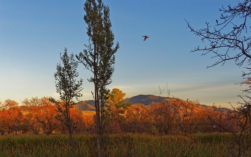 bird cormorant birdinflight bif sunset mountain nature goldenhour landscape olympus