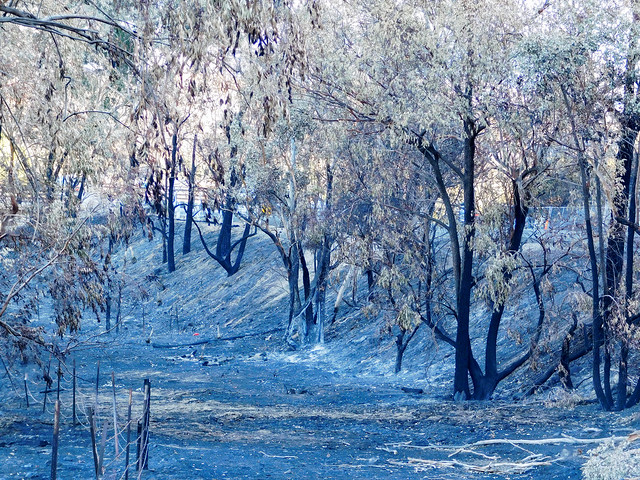 Promenade of Burnt Trees