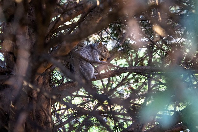 Squirrel in Focus