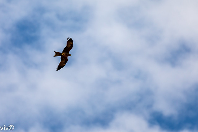 Beautiful Black Kite cruising effortlessly through the sky