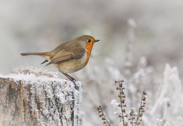 A Robin in the snow!