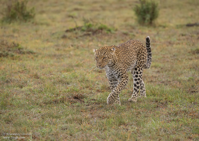 Female Leopard - Panthera Pardus.