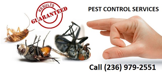 Apna Pest Control Langley