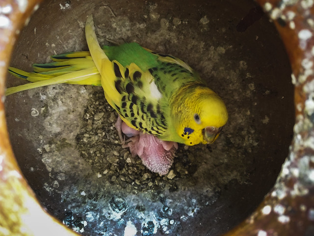 Budgerigars with chicks