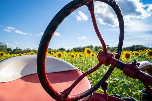 Close up of a tractor wheel and seat with a field of blooming sunflowers behind in background