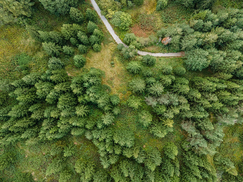 nopeople outdoors nature tree forest aerialview aerial scenicsnature green color plant tranquility drone