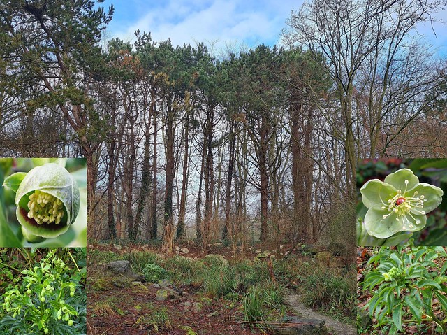 January Green. Helleborus foetidus and argutifolius, Winter Roses, and a Seven-spotted Ladybird, Coccinella septempunctata, Gaasperplaspark, Amsterdam, The Netherlands