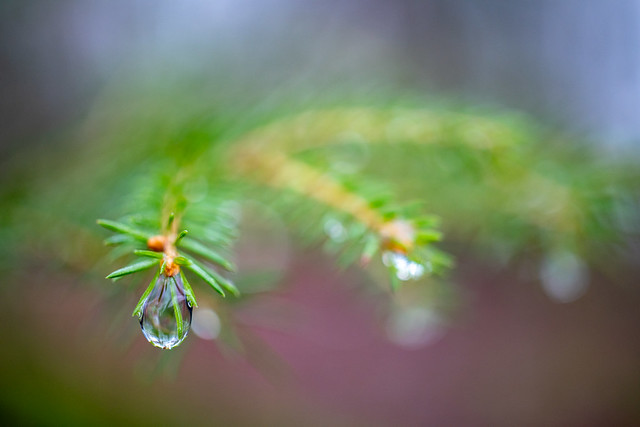 Rain on fir needles
