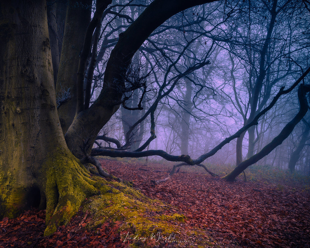 The old beech wood (Explore 01-01-2021)