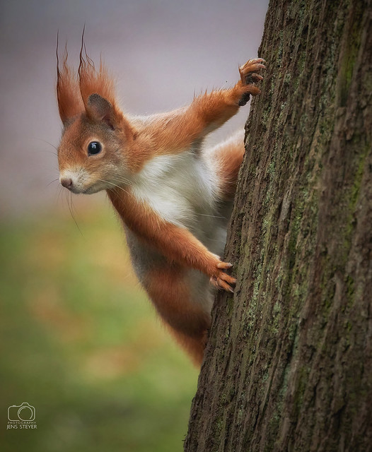 Eichhörnchen (Sciurus vulgaris) - Red squirrel   ·  ·  ·  (R5A_5991)