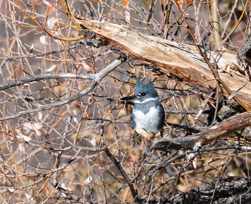 belted_kingfisher-20210101-101
