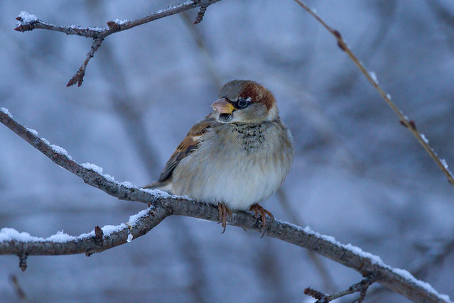 Male House Sparrow