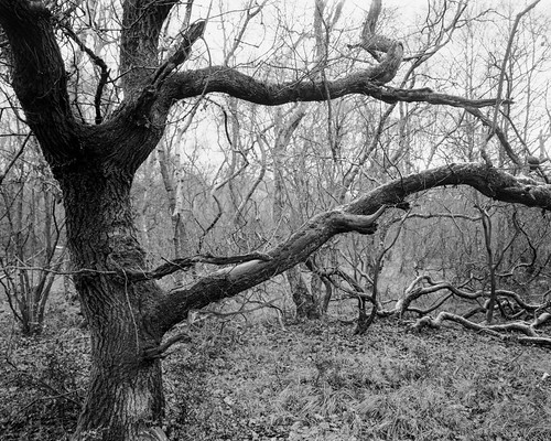 rolleiortho25 hc110 monochrome blackandwhite ancientwoodland ruralnortheast landscape forest tree 4x5 largeformat