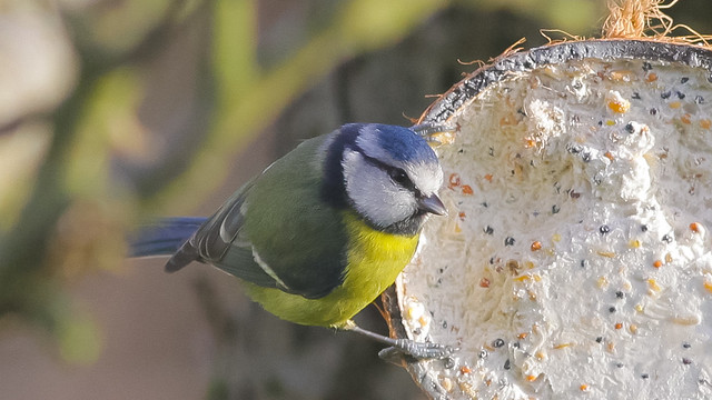 Little Hungry Tit