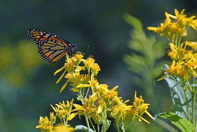 Monarch butterfly sits on a wildflower