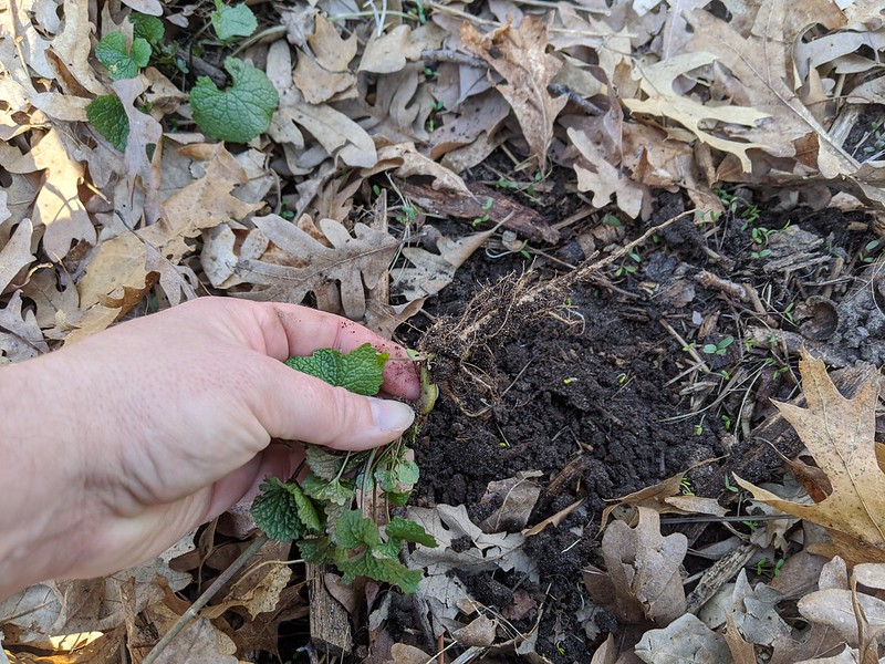 A hand pulling out a garlic mustard plant, showing the root is longer than the plant.