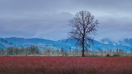 jchoate on1pics field lonetree winter cloudy overcast cold rainy quincyoregon landscape rural berryfield blueberries d610 columbiacounty oregon agriculture berries