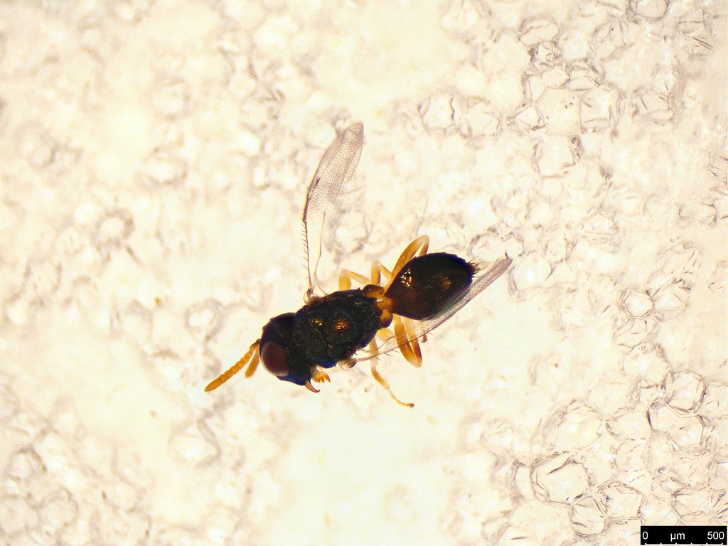 41a - Pteromalidae sp.