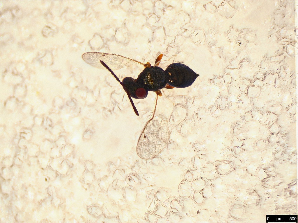 43b - Pteromalidae sp.