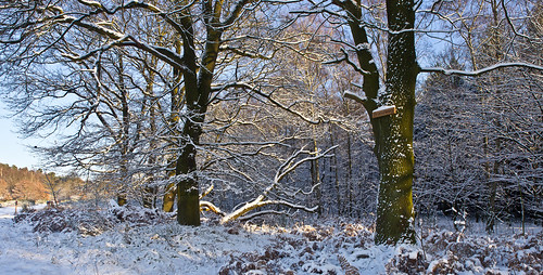 deutschland germany wahnerheide wahnheath jahreszeiten seasons winter wintertime schnee snow landschaft landscape olympuse5 schreibtnix