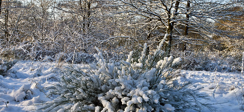deutschland germany wahnerheide wahnheath jahreszeiten seasons winter wintertime schnee snow landschaft landscape olympuse5 schreibtnix