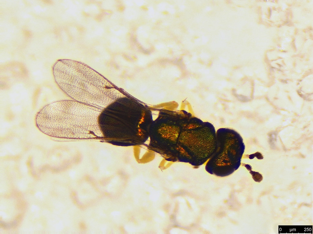 40a - Hymenoptera sp.