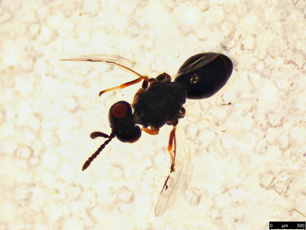 44b - Pteromalidae sp.