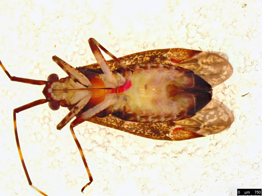 53a - Hemiptera sp.
