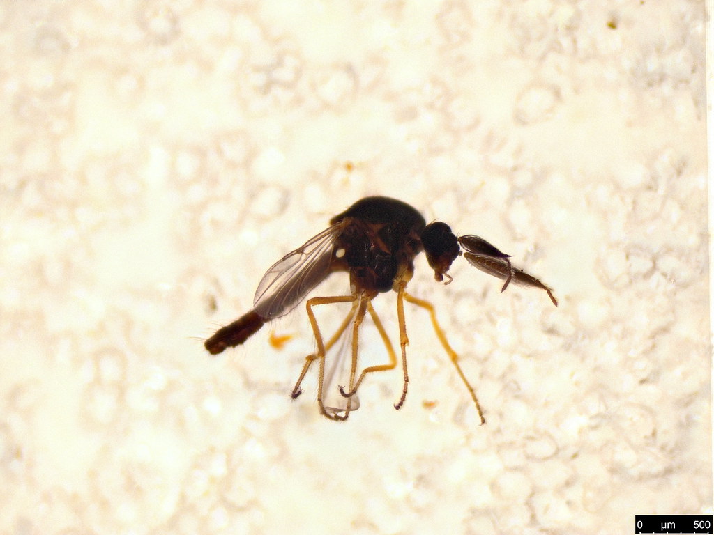 14 - Diptera sp.