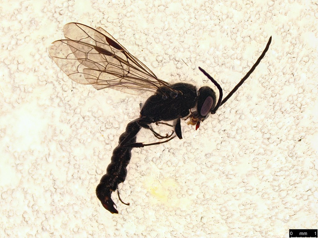 19a - Tiphiidae sp.
