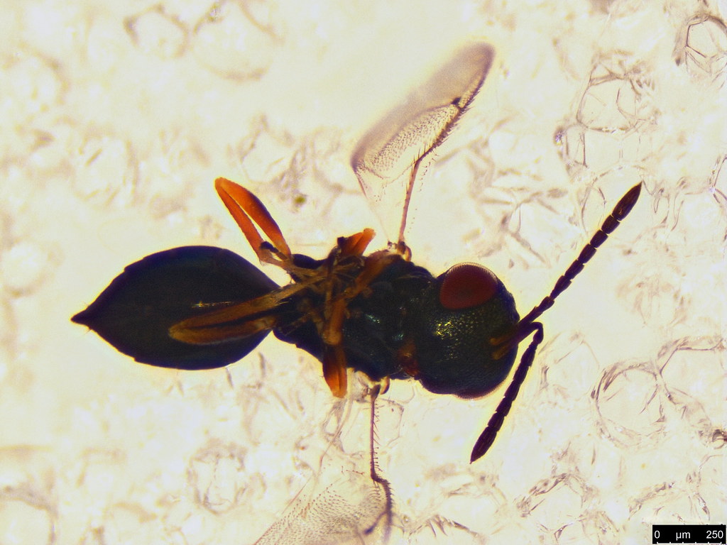 43a - Pteromalidae sp.