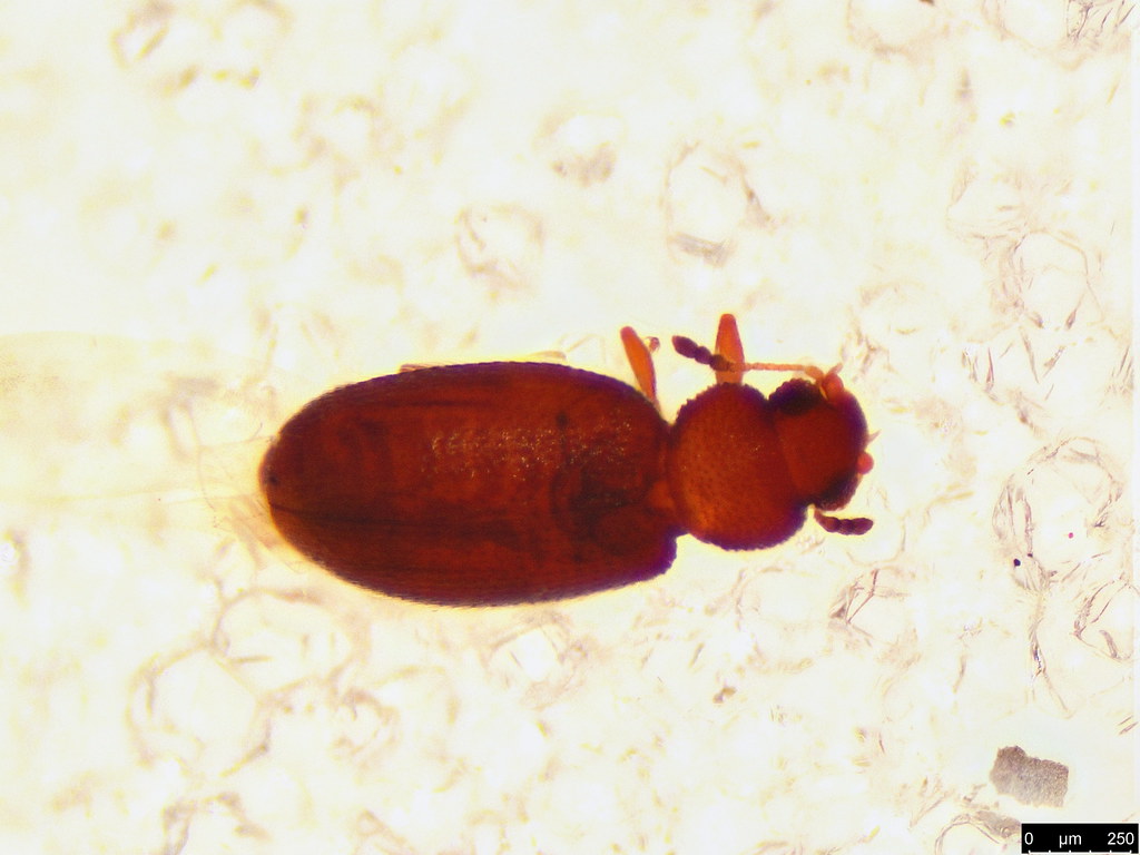 50a - Coleoptera sp.