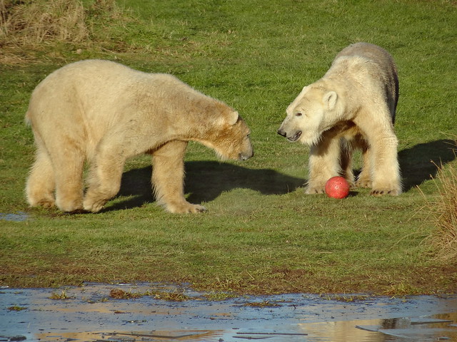 Hamish and Sisu playing football